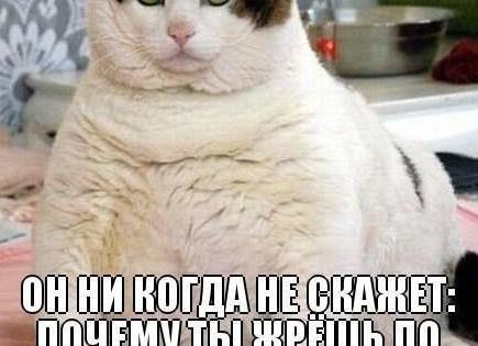 Кошка и её любимый человек