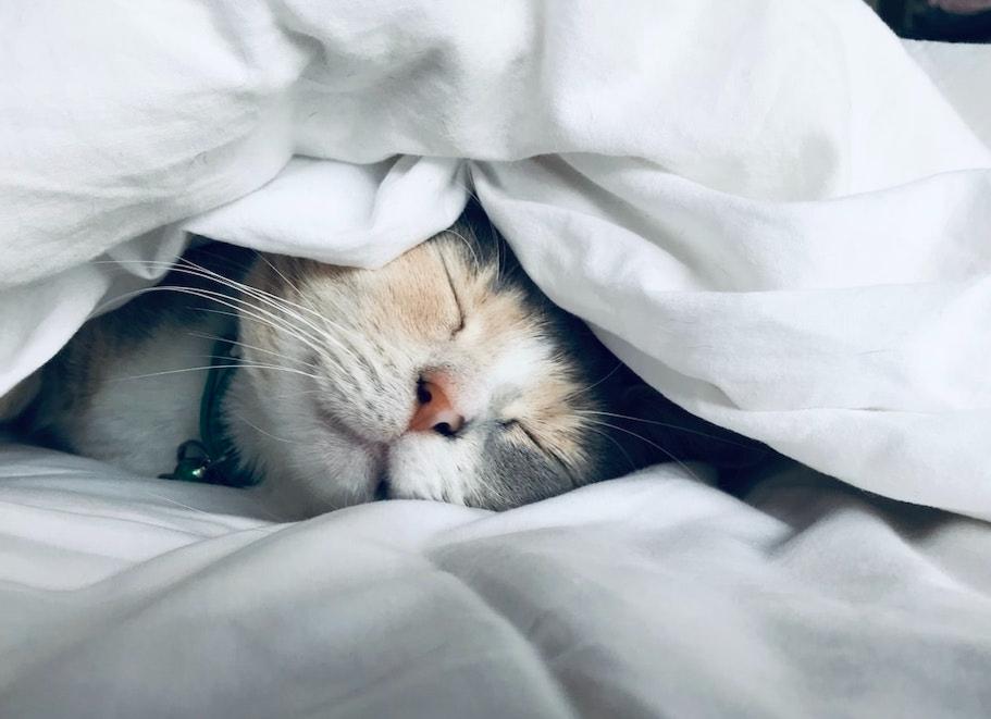 СОН
